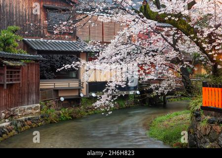 Kyoto, Japon le long de Shirakawa Dori dans la saison du printemps. Banque D'Images