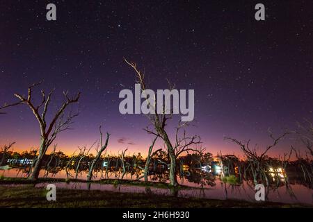 Des arbres morts ont été talus au coucher du soleil contre un ciel étoilé, Lara Wetlands, Queensland, Queensland, Australie Banque D'Images