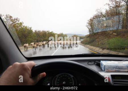 Troupeau de moutons sur la route Banque D'Images