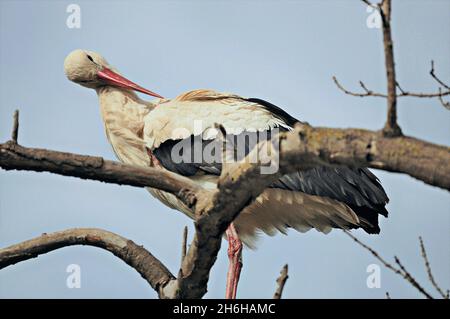 Cigognes dans le Parc naturel Aiguamolls de l'Empordà qui se trouve à Castellón de Ampurias dans la région d'Alt Empordà, Gérone, Catalogne, Espagne Banque D'Images