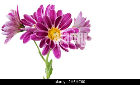 Chrysanthème indien (Chrysanthemum indicum) - plante vivace de la famille des Asteraceae - sur fond blanc. Banque D'Images