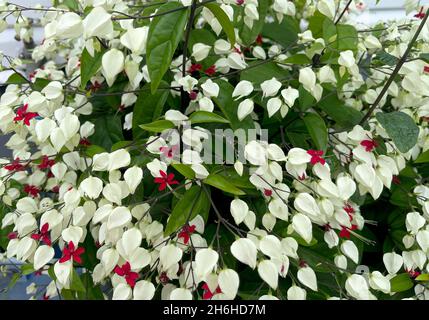 La fleur de vigne à coeur saignant, Clerodendrum thomsoniae, est un liana à feuilles persistantes originaire de l'Afrique occidentale tropicale, du Cameroun au Sénégal. Banque D'Images