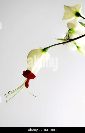 La fleur de vigne à coeur saignant, Clerodendrum thomsoniae, est un liana à feuilles persistantes originaire de l'Afrique occidentale tropicale, du Cameroun au Sénégal. Banque D'Images