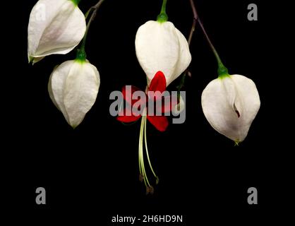 La fleur de vigne à coeur saignant, Clerodendrum thomsoniae, est un liana à feuilles persistantes originaire de l'Afrique occidentale tropicale, du Cameroun au Sénégal. Banque D'Images