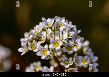 Saxifraga crustata fleurit en montagne Banque D'Images