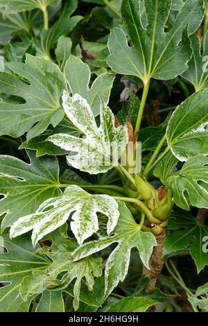 Fatsia japonica 'Spiders Web'.Nouvelle variété de Fatsia japonica.Aussi appelé aralia japonaise, Fatsia 'tsumugi-shibori'. Banque D'Images