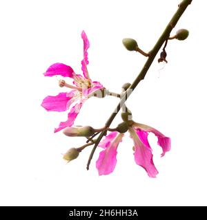 Fleurs roses de Ceiba speciosa, soie de soie, isolées sur fond blanc Banque D'Images