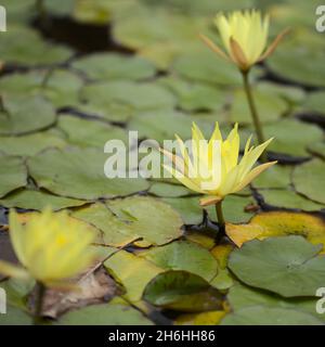 Fond floral macro naturel avec nénuphars jaune fleuri Banque D'Images