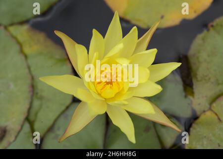 Fond floral macro naturel avec nénuphars jaune fleuri Banque D'Images