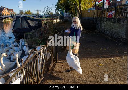 Windsor, Berkshire, Royaume-Uni.9 novembre 2021.Le Windsor floqué de cygnes sur la Tamise.Une grippe aviaire tragiquement a été observée dans un troupeau de cygnes de Stratford-upon-Avon.Heureusement, le troupeau de cygnes de Windsor reste correct à l'heure actuelle.Crédit : Maureen McLean/Alay Banque D'Images