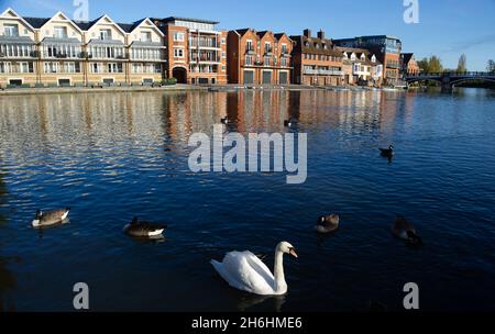 Windsor, Berkshire, Royaume-Uni.9 novembre 2021.Le Windsor floqué de cygnes sur la Tamise.Une grippe aviaire tragiquement a été observée dans un troupeau de cygnes de Stratford-upon-Avon.Heureusement, le troupeau de cygnes de Windsor reste correct à l'heure actuelle.Crédit : Maureen McLean/Alay Banque D'Images