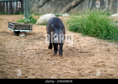 promenades en tapir dans le zoo, en été Banque D'Images