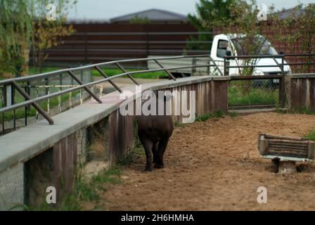 promenades en tapir dans le zoo, en été Banque D'Images