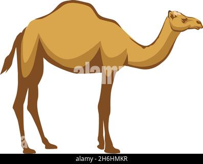 illustration d'un animal de chameau arabe sur fond blanc vectoriel Illustration de Vecteur
