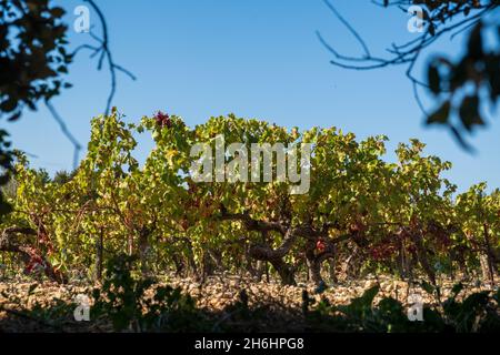 Après la récolte du raisin, les feuilles se transforment en rouge, vignes d'automne de Grignan, Côtes de Rhône, France Banque D'Images