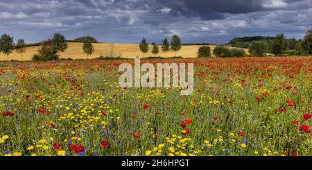 Un beau champ de fleurs sauvages colorées à Creaton dans la campagne du Northamptonshire. Banque D'Images