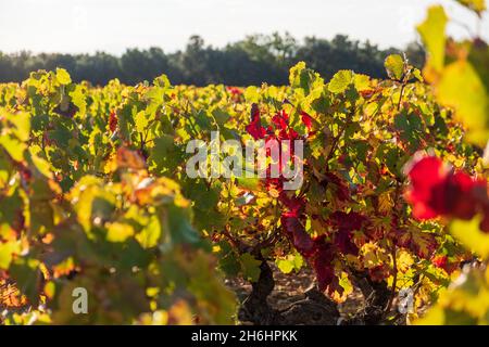 Après la récolte du raisin, les feuilles se transforment en rouge, vignes d'automne de Grignan, Côtes de Rhône, France Banque D'Images