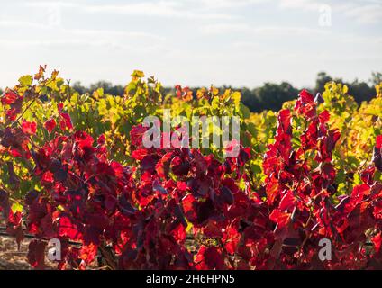 Après la récolte du raisin, les feuilles se transforment en rouge, vignes d'automne de Grignan, Côtes de Rhône, France Banque D'Images