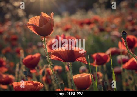 Des coquelicots rouges dans un champ de pavot du Northamptonshire avec le soleil de la fin de l'été qui brille à travers leurs pétales. Banque D'Images