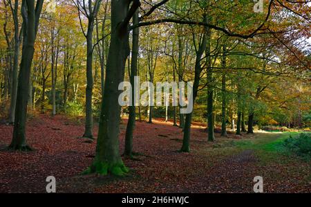 Vue sur les bois en automne avec des feuilles au sol et au soleil mettant en valeur les couleurs de l'automne en arrière-plan à Blickling, Norfolk, Angleterre, Royaume-Uni. Banque D'Images
