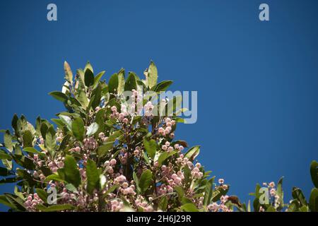 Sommet de l'arbre australien de frêne de bleuet (Elaeocarpus reticulatus, frêne quandong) avec profusion de fleurs roses, contre un ciel bleu.Copier l'espace. Banque D'Images
