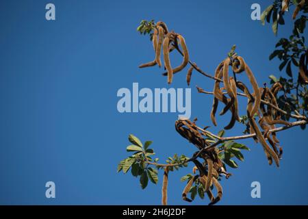 Gousses de graines de fourrure d'un trompette d'Or brésilien, Handroanthus chrysotrichus, ( tabebuia chrysantha) contre un ciel bleu.Espace de copie, arrière-plan. Banque D'Images