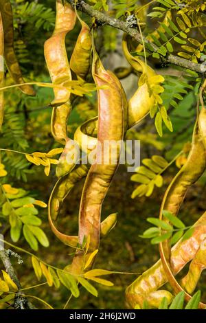 Les plantules de Gleditsia triacanthos ou de criquet de miel Banque D'Images