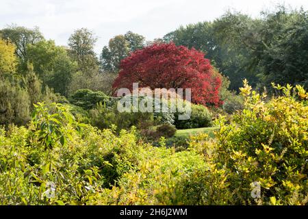 Automne dans le jardin botanique de Belgique à Meise Banque D'Images