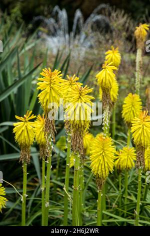 Kniphofia 'Limelight' en pleine fleur en automne Banque D'Images