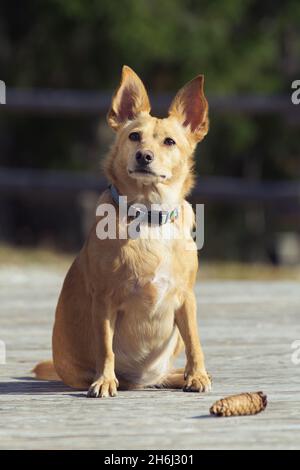 Mignon petit chien chubby avec des oreilles pointues assis et regardant attentivement.Cône d'épicéa à côté du chien.Chiens, animaux de compagnie et concepts de formation d'obéissance Banque D'Images