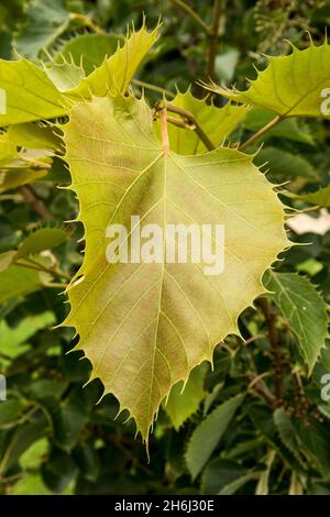 Une feuille de Tilia henryana ou de chaux d'Henry Banque D'Images