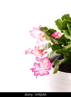 Cactus de Noël (Schlumbergera) en pot isolé sur fond blanc.Copier l'espace.Gros plan. Banque D'Images