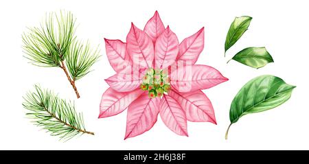 Collection de fleurs de Noël aquarelle.Fleur de poinsettia rose, branches de pin, feuilles de houx.Fleur transparente abstraite.Illustration peinte à la main Banque D'Images