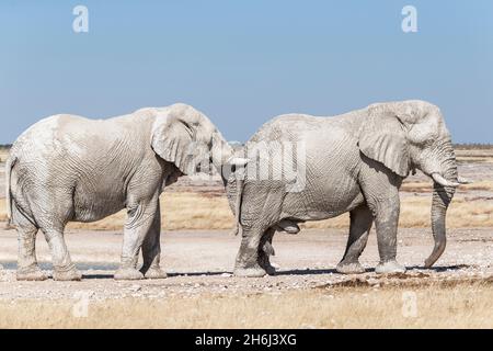 2 taureaux d'éléphants d'Afrique (Loxodonta africana), éléphant poussant un autre éléphant. Parc national d'Etosha, Namibie Banque D'Images