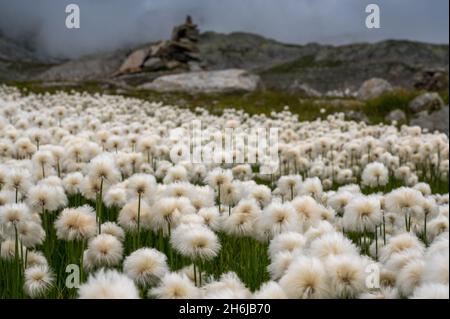 Prairie pleine de coton blanc (Eriophorum scheuchzeri) à Val Maighels Banque D'Images