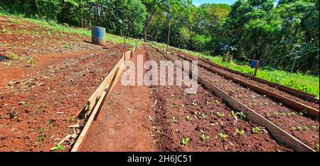 Semis plusieurs plantations à la ferme en journée ensoleillée.Croissance des plantes. Banque D'Images