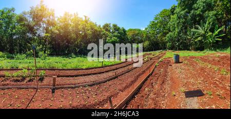 Semis plusieurs plantations à la ferme en journée ensoleillée.Croissance des plantes. Banque D'Images