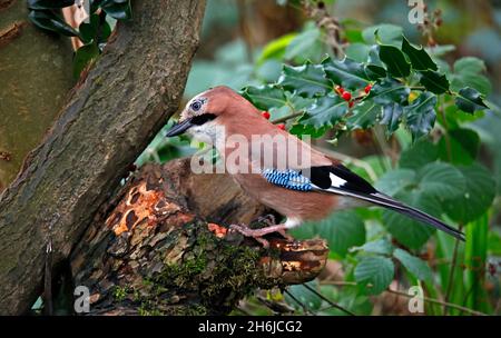 jay eurasien de recherche de nourriture dans les bois Banque D'Images