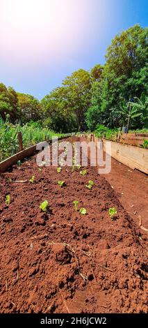 Semis plusieurs plantations à la ferme en journée ensoleillée.Croissance des plantes. Banque D'Images