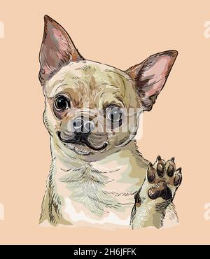 Chien chihuahua réaliste.Illustration de dessin à la main à vecteur de couleur isolée sur fond beige.Pour la décoration, le design, l'impression, les affiches, les cartes postales,bâton Illustration de Vecteur