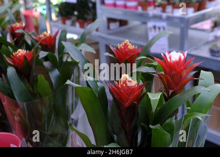 Bromelia Guzmania, fleur aux pétales rouges et feuilles vertes.Famille des Bromeliaceae.Vente en magasin Banque D'Images