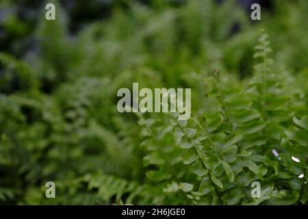 Nephrolepis vert gros plan.Vente en magasin.Mise au point sélective. Banque D'Images