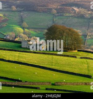 Belle campagne pittoresque (colline ensoleillée, groupe d'arbres au sommet d'une colline, bâtiments de ferme isolés, collines de vallée, hautes terres) - Yorkshire Dales, Angleterre, Royaume-Uni. Banque D'Images
