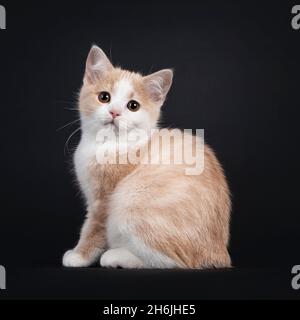 Adorable chaton de chat Manx sans queue, assis sur les côtés.Regarder directement la caméra avec des yeux de droopy.Isolé sur un fond noir. Banque D'Images