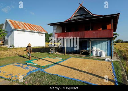 Un fermier rafant du riz dans un village de la région calcaire karstique, Rammang-Rammang, Maros, Sulawesi du Sud, Indonésie,Asie du Sud-est, Asie Banque D'Images