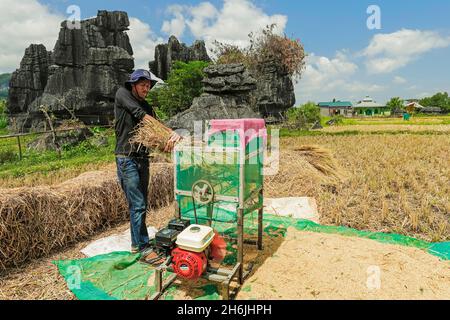 Homme battage du riz par des roches calcaires dans la région karstique, Rammang-Rammang, Maros, Sulawesi du Sud, Indonésie,Asie du Sud-est, Asie Banque D'Images