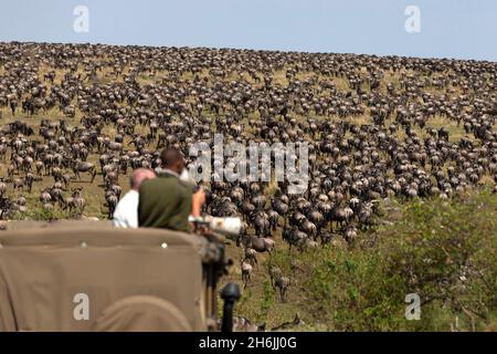 Migration la plus sauvage (Connochaetes taurinus, réserve nationale de Masai Mara.Kenya, Afrique de l'est, Afrique Banque D'Images