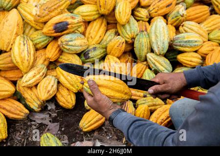 Cultivateur de cacao brisant des gousses de cacao dans une plantation de la vallée d'Intag, en Équateur, en Amérique du Sud Banque D'Images