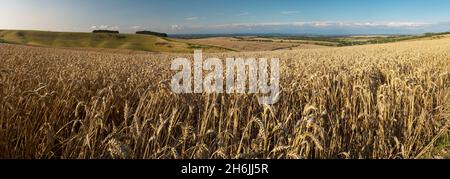 Panoramique de Golden wheatfield en dessous de Devil's Punchbowl sur Hackpen Hill, Wantage, Oxfordshire, Angleterre, Royaume-Uni,Europe Banque D'Images