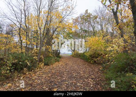 Un chemin bordé d'arbres à la zone du quai à Middlesbrough, Angleterre, Royaume-Uni avec les feuilles de couleur d'automne couvrant le chemin Banque D'Images